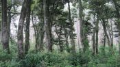 COASTAL RESERVE VALDIVIANA (COASTAL ALERCE), Valdivia, CHILE