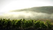 Wine Route , LimariÂ­ Valley., La Serena, CHILE