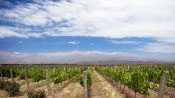 Wine Tour Uco Valley, Mendoza, Mendoza, ARGENTINA