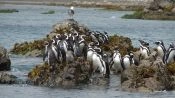 CHILOE ISLAND; ANCUD AND PINGUINS OF PUÃIHUIL, Puerto Varas, CHILE