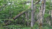 TREKKING IN MAGALLANES RESERVE, Punta Arenas, CHILE