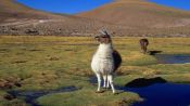 DEL TATIO GEYSERS / MACHUCA VILLAGE, San Pedro de Atacama, CHILE