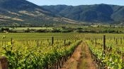 WINE TOUR - COLCHAGUA VALLEY, Santiago, CHILE