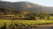 WINE TOUR - COLCHAGUA VALLEY, Santiago, CHILE