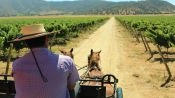 CASABLANCA VALLEY WINE TOUR, Santiago, CHILE