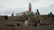 . MAGDALENA ISLAND PENGUIN COLONY, Punta Arenas, CHILE