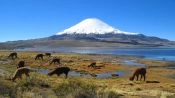 LAUCA NATIONAL PARK / CHUNGARA LAKE, Arica, CHILE