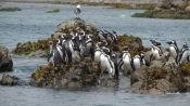CHILOE ISLAND; ANCUD AND PINGUINS OF PUÃIHUIL, Puerto Varas, CHILE