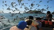 CHILOE ISLAND; ANCUD AND PINGUINS OF PUÃIHUIL, Puerto Varas, CHILE