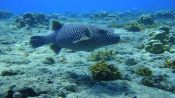 DIVING - INITIATIONBAPTISM ON EASTER ISLAND, Easter Island, CHILE