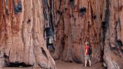 Yosemite and Giant Sequoias Tour, San Francisco, CA, UNITED STATES