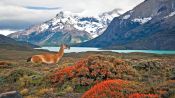 FULL DAY TOUR, TORRES DEL PAINE, Torres del Paine, CHILE
