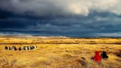 Tierra del Fuego and King Penguin Park, Punta Arenas, CHILE